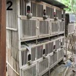 Cara Membuat Kandang Ayam Bangkok dan Kampung