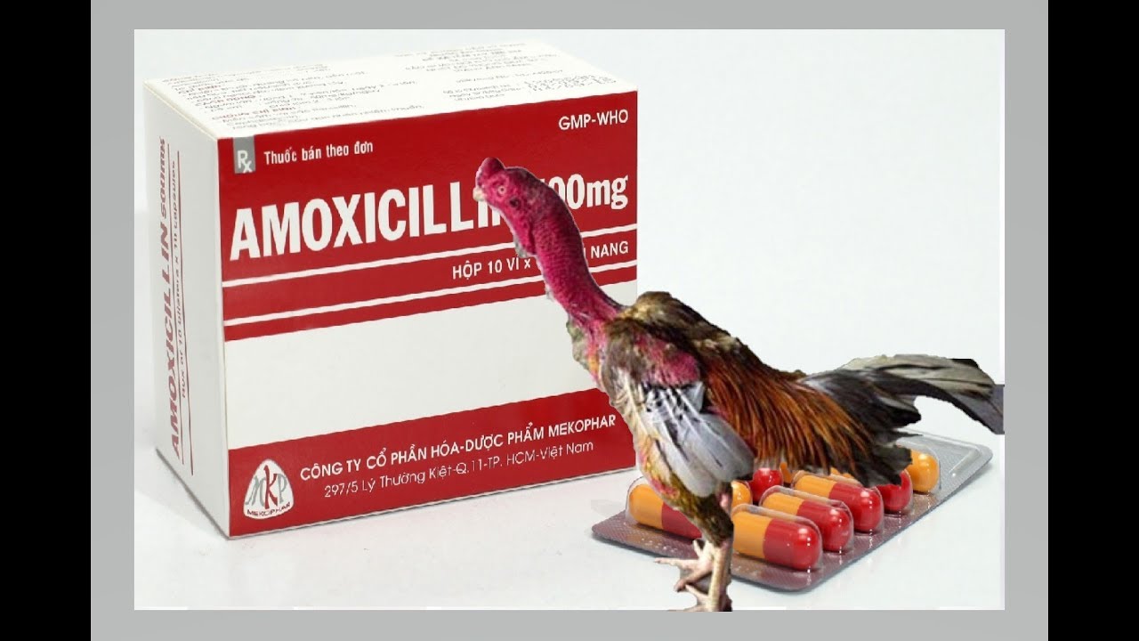 manfaat amoxicillin untuk ayam bangkok