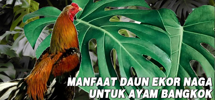 Manfaat Daun Ekor Naga untuk Ayam Bangkok