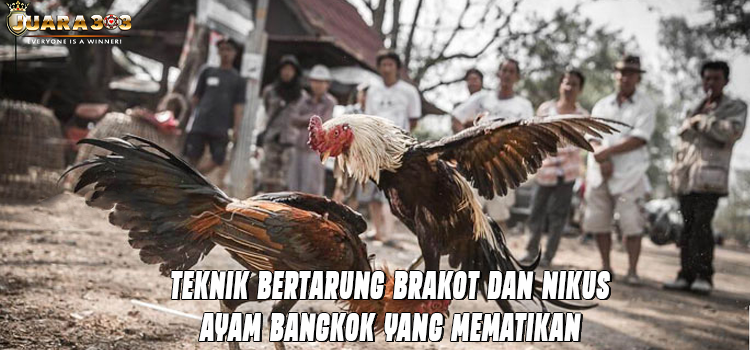 Teknik Bertarung Brakot dan Nikus Ayam Bangkok yang Mematikan